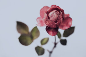 写真作品