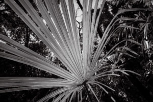 写真作品