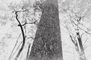 写真作品