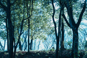 写真作品