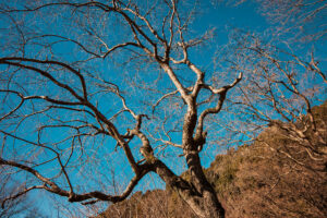 写真作品