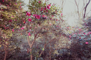 写真作品
