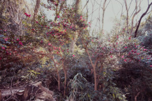 写真作品