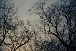 写真作品