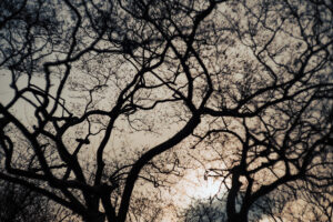 写真作品