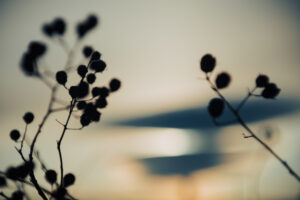 写真作品