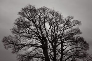 写真作品