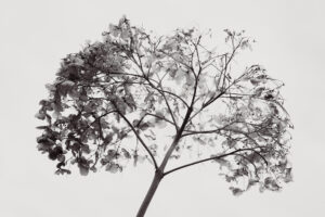 写真作品
