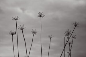 写真作品