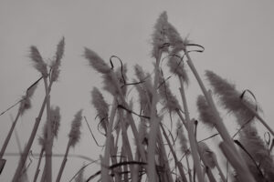 写真作品