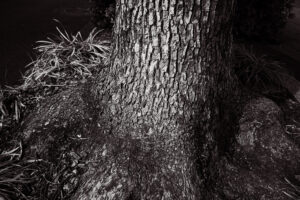写真作品