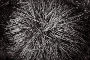 写真作品
