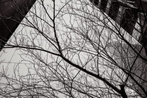 写真作品