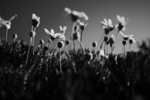 写真作品