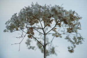 写真作品