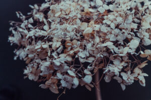 写真作品