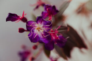 写真作品