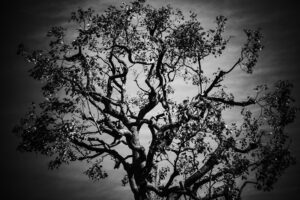 写真作品