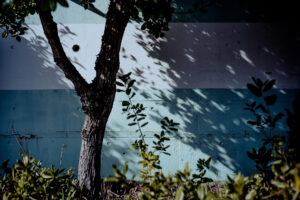 写真作品
