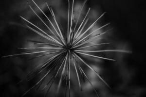 写真作品