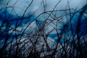 写真作品