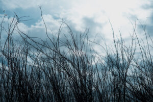 写真作品