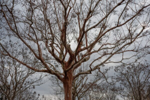 写真作品