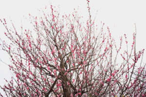 写真作品