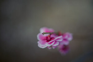 写真作品