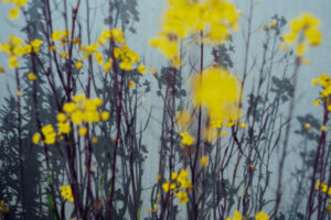 写真作品