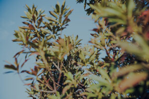 写真作品