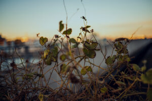 写真作品