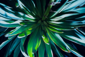 写真作品