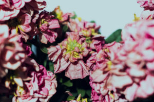 写真作品