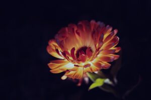 写真作品