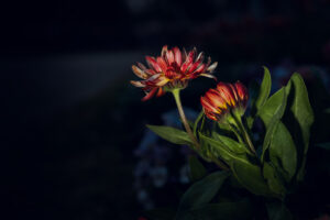 写真作品
