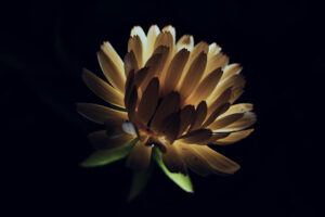 写真作品