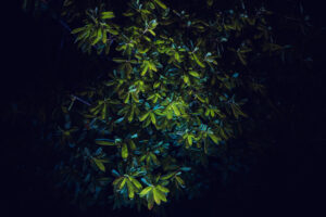 写真作品