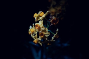 写真作品