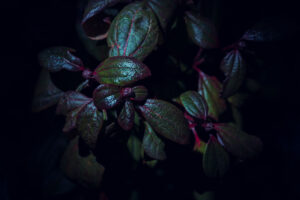 写真作品