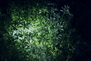 写真作品