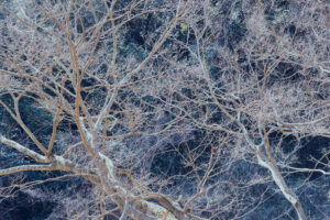 写真作品