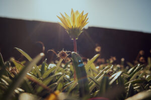 写真作品