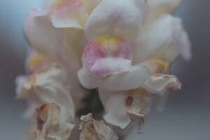 写真作品