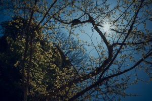 写真作品