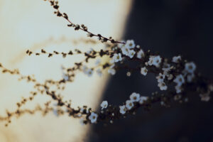 写真作品