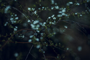 写真作品