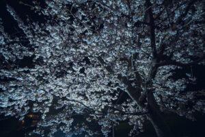 写真作品