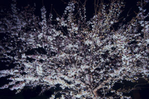 写真作品