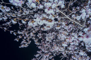 写真作品
